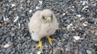 Falken und Schwalben rund ums Haus 2