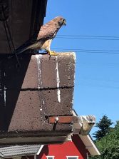IMG-20180713-WA0003