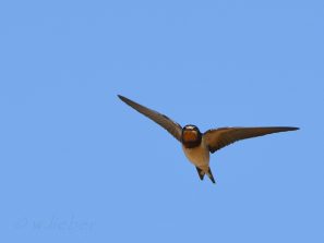 Der Vogelzug hat begonnen