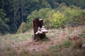 180907 Pilze, Tanzende Derwische, Zunderschwamm (Fomes fomentarius), HH (13)