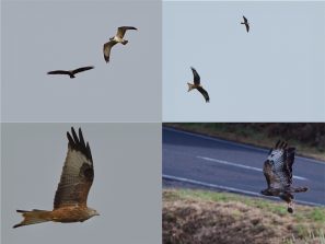 o.l. Mäusebussard und Fischadler, o.r. Rotmilan und Baumfalke