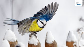 Stunde der Wintervögel 2019