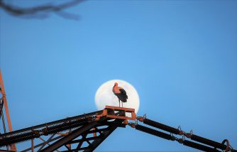 190217 Weißstorch und Mond, WI-Schierstein (89)