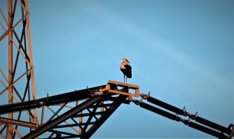 190217 Weißstorch und Mond, WI-Schierstein (93)