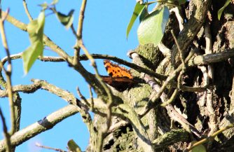 190224 Kleiner Fuchs (Aglais urticae), HH (71)