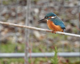 Eisvogel