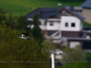 Wiesenweihe und Schwarzstorch