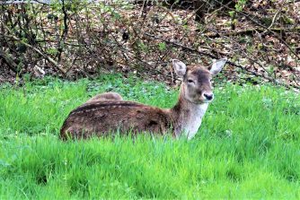 190410 Damhirsch, HH