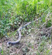 190421 Barren-Ringelnatter (Natrix helvetica), Holzheimer Grund, Axel Wagner (1)