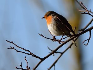 Die fünfzehnte „Stunde der Gartenvögel“