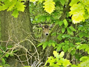 190509 Damwild ,Habenscheid, Bildstock, AS