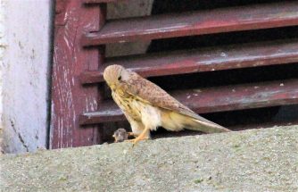 190602 Turmfalke, HH Kirche (115)