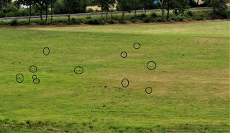 190714 Graureiher, Talwiesen Sommerbach, neben Schwimmbad K