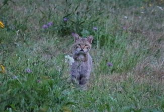 190722 Wildkatze, Bärbach (307)