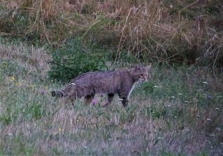 190722 Wildkatze, Bärbach (311)