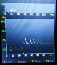 Sonogramm