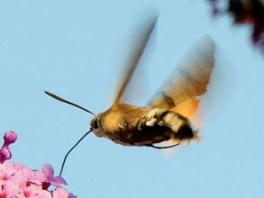 Taubenschwänzchen  am Schmetterlingsflieder