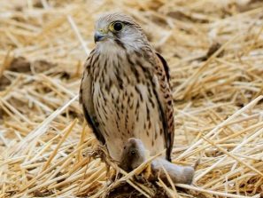 Turmfalke bei Gemmerich