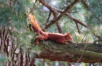 Eichhörnchen im Robert-Heck-Park, Diez