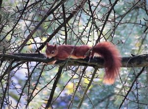 190825 Eichhörnchen (Sciurus), Diez, Robert Heck Park (97)