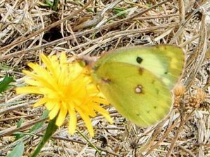 Goldene Acht