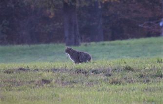 191120 Wildkatze Habenscheid (48a)