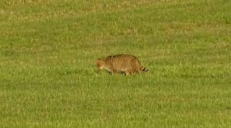 191120 Wildkatze bei Habenscheid, Fotos A