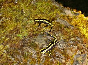 200311 Feuersalamander, Talhof (44) - Kopie