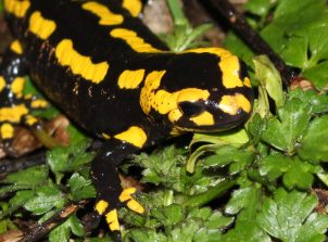 200311 Feuersalamander, Talhof (73)