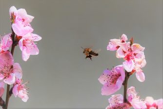 200327 Pfirsischblüte, HW (181a)