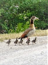 200413 Nilgänse, Oberneisen, AB (1)