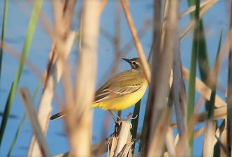 200414 Wiesenschafstelze (Motacilla flava flava), Oberneisen Teich (87)
