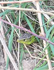 200417 Zauneidechse (Lacerta agilis), Männchen , HH, D