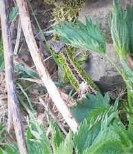 200417 Zauneidechse (Lacerta agilis), Männchen , HH, D