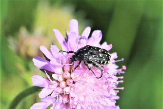 200613 Trauer-Rosenkäfer (Oxythyrea funesta), Rollsbach (72a)