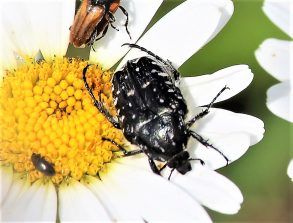 200619 Kleiner Schmalbock (Stenurella melanura) und Trauerrosenkäfer Bärbach (57a)