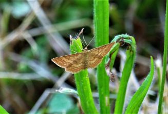 200714 Ockerfarbiger Steppenheiden-Zwergspanner (Idaea ochrata), HH, ehemaliger Garten Dieter Hergenhahn (270)