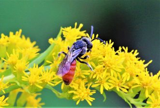 200818 Riesen-Blutbiene (Sphecodes albilabris), männl