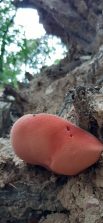 200916 Eichen-Leberreischling (Fistulina hepatica), junger Fruchtkörper, AB, Oberneisen (3)