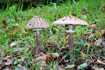 201018 Parasol, L 323, Straßengraben, oberhalb von HH (22)