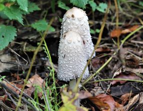 201019 Schopf-Tintling (Coprinus comatus), Schaumburger Wald, neben L 323, HS (27)