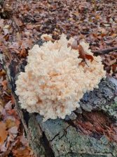 IMG-20201127-WA0002