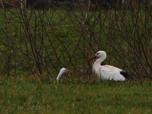 Storch1