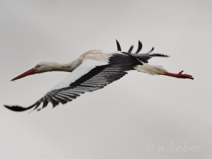 Storch2