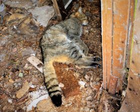 210310 Wildkatze, Totfund, Hütte Kettner, Habenscheid (87)