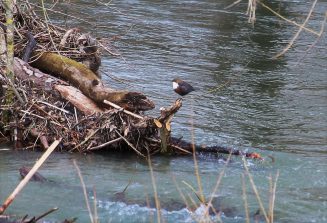 210317 Wasseramsel, Gelbachtal (34a)