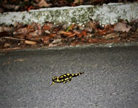 210326 Feuersalamander, Talhof (7b)