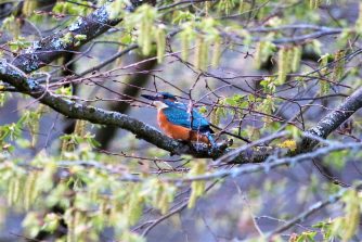 Vögel an der Lahn