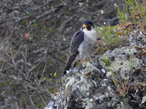 Vögel am Lahnfelsen