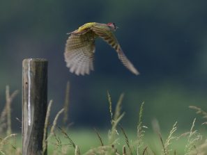 016_8677_03211